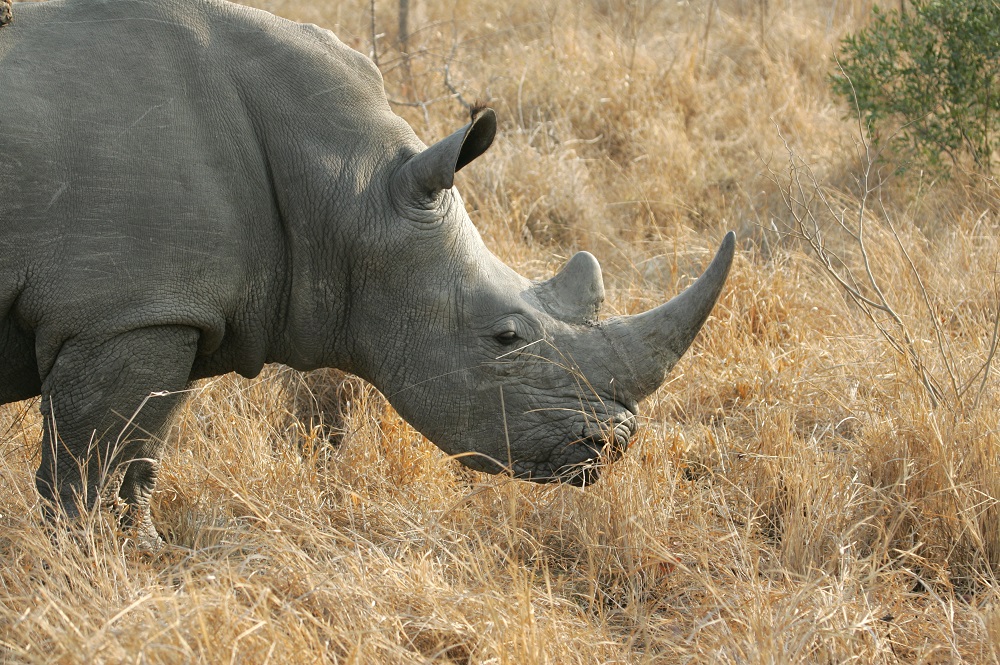 Image of a white rhino in long grass.