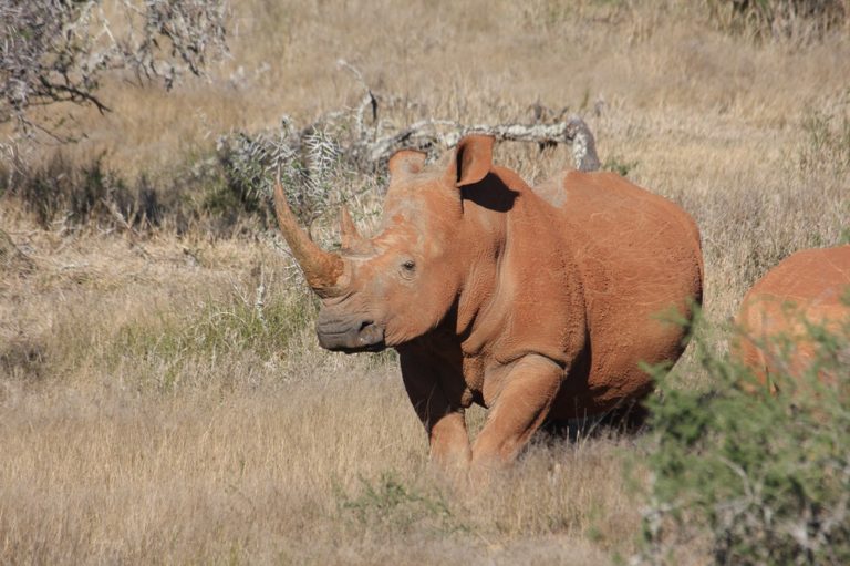 corruption-and-rhino-conservation-save-the-rhino-international