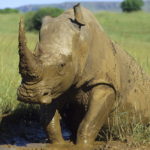 White rhino bull in South Africa getting out of mud