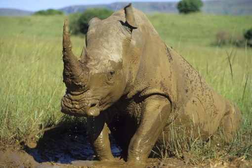 White rhino bull in South Africa getting out of mud