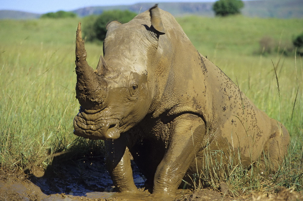 White rhino bull in South Africa getting out of mud