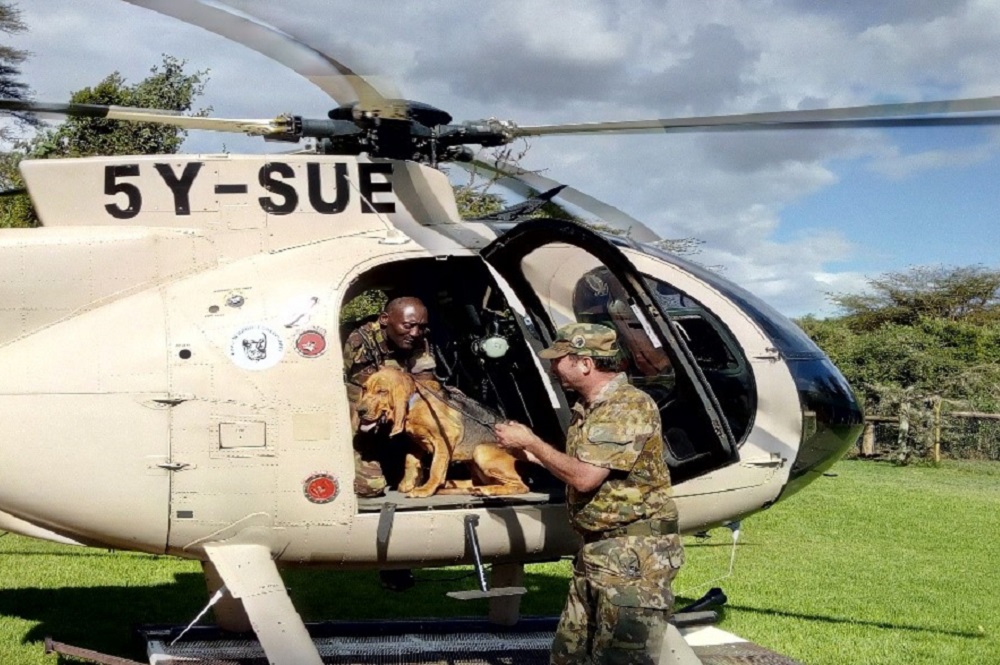 Dog training with a helicopter at Lewa Wildlife Conservancy