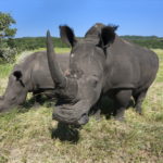 Photo of two white rhinos.