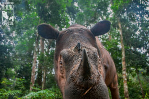 Image of Sumatran rhino.