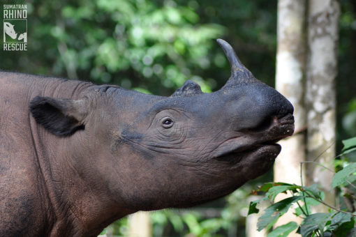Image of Sumatran rhino.