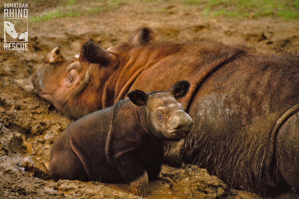 Image of Sumatran rhino and calf.