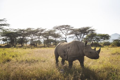A black rhino in it's natural habitat in Kenya