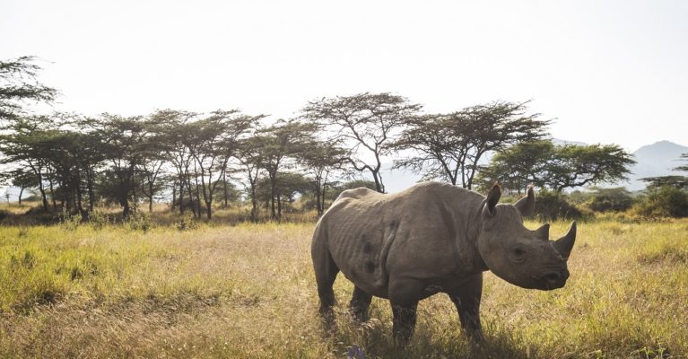 A black rhino in it's natural habitat in Kenya