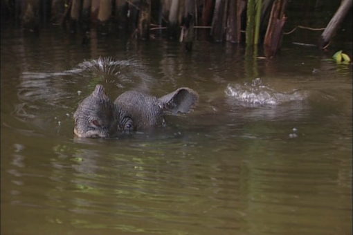 Photo of Javan rhino in water.