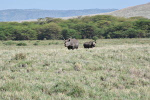 Two black rhinos