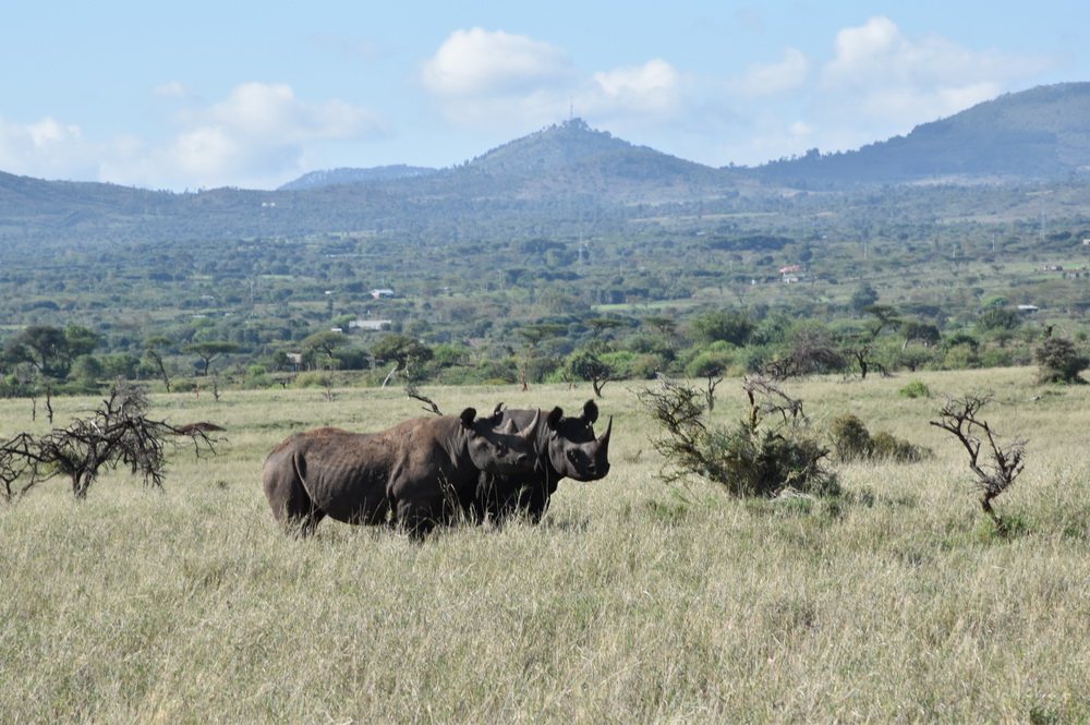 Two black rhinos.