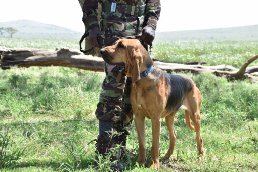 Ranger with a dog.