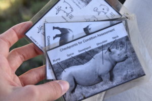 Rhino monitoring card.