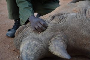Image of a hand stroking a black rhino's head.
