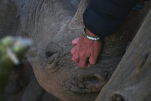 Image of a hand scratching a black rhino.
