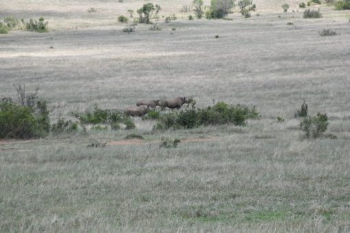 Image of three black rhinos.
