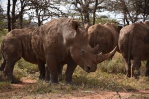 Image of a white rhino at Ol Jogi, Kenya.