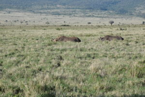 Four white rhinos lying down.