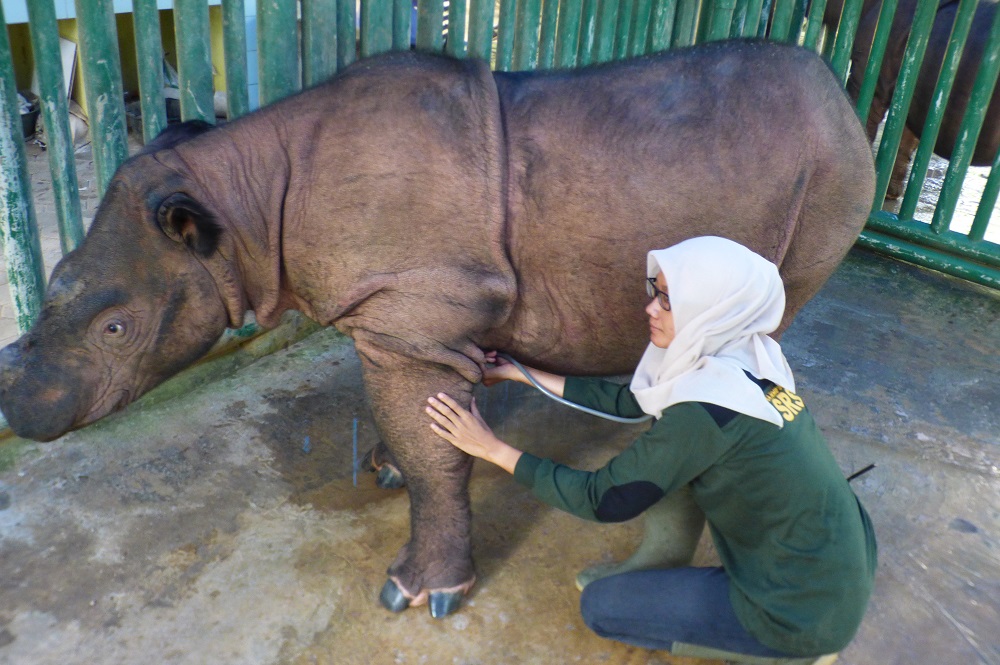 Image of rhino vet Agvinta with a Sumatran rhino.