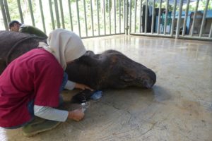 Image of vets taking samples from a Sumatran rhino
