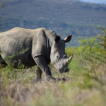 Image of a white rhino grazing.