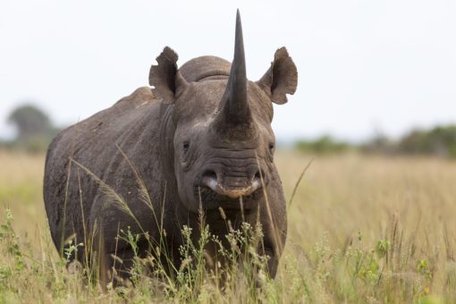 Black rhino (Diceros bicornis) male, Phinda private game reserve, Kwazulu Natal, South Africa, February 2013