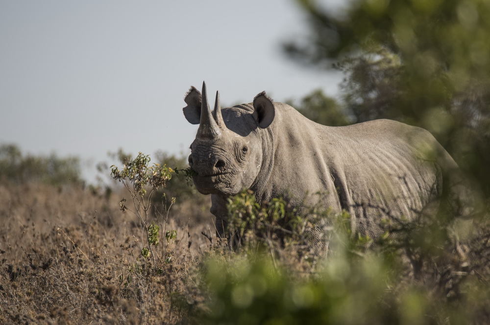 Image of a black rhino eating.