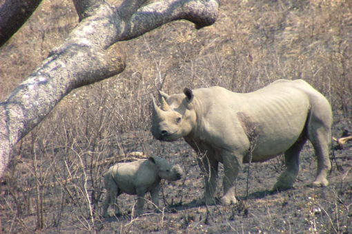 Black rhino cow and calf.