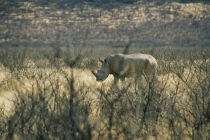 White rhino behind bushes.