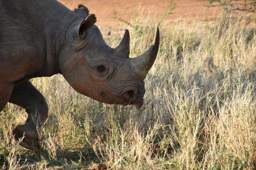 Join Us | Membership | Save the Rhino International