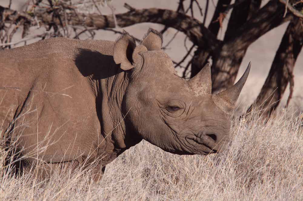 Black rhino, Africa.