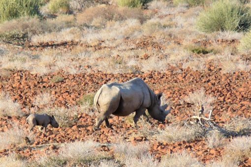 Black rhino in the desert