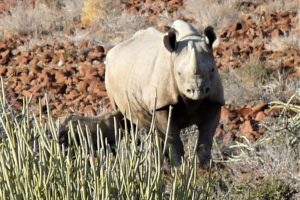 Black rhino cow and calf