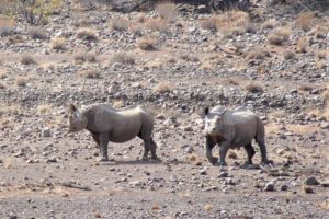 Two black rhinos