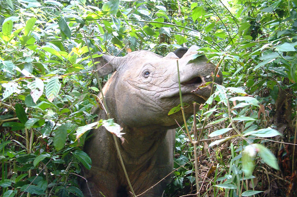Sumatran rhino in a forest.