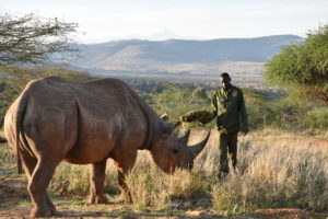 Black rhino Alfie outside