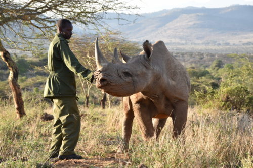 Black rhino Alfie and ranger