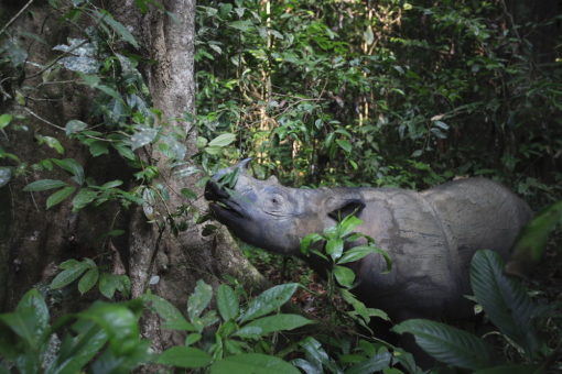 Sumatran rhino in the forest