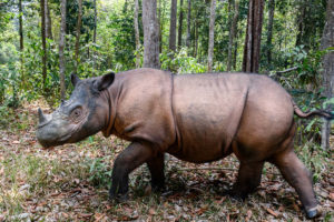 Sumatran rhino in Way Kambas