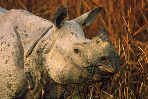 Greater one-horned rhino