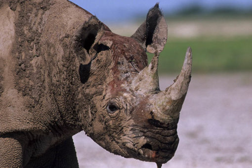 Black rhino, Namibia.