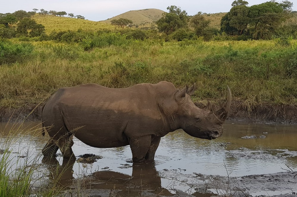White rhino in Hluhluwe-iMfolozi Park. Century 21 South Africa are supporting global efforts to protect rhinos