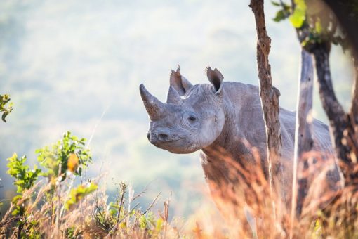 A black rhino in Zambia's North Luangwa National Park