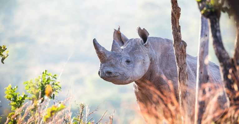A black rhino in Zambia's North Luangwa National Park