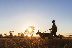 Dog and handler walking in the sunset.