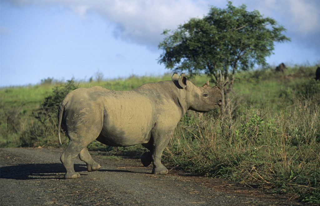A black rhino in South Africa