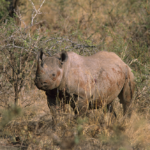 Black rhino, Hluhluwe-iMfolozi