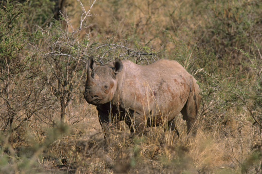 Black rhino, Hluhluwe-iMfolozi