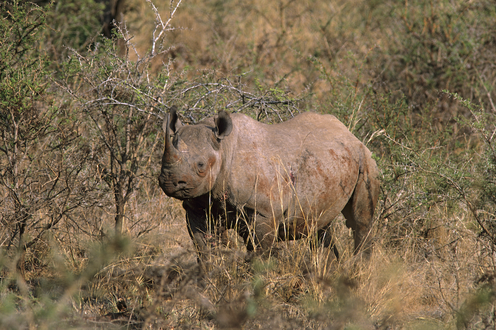 Black rhino, Hluhluwe-iMfolozi