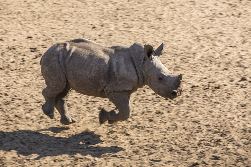 White rhino calf running